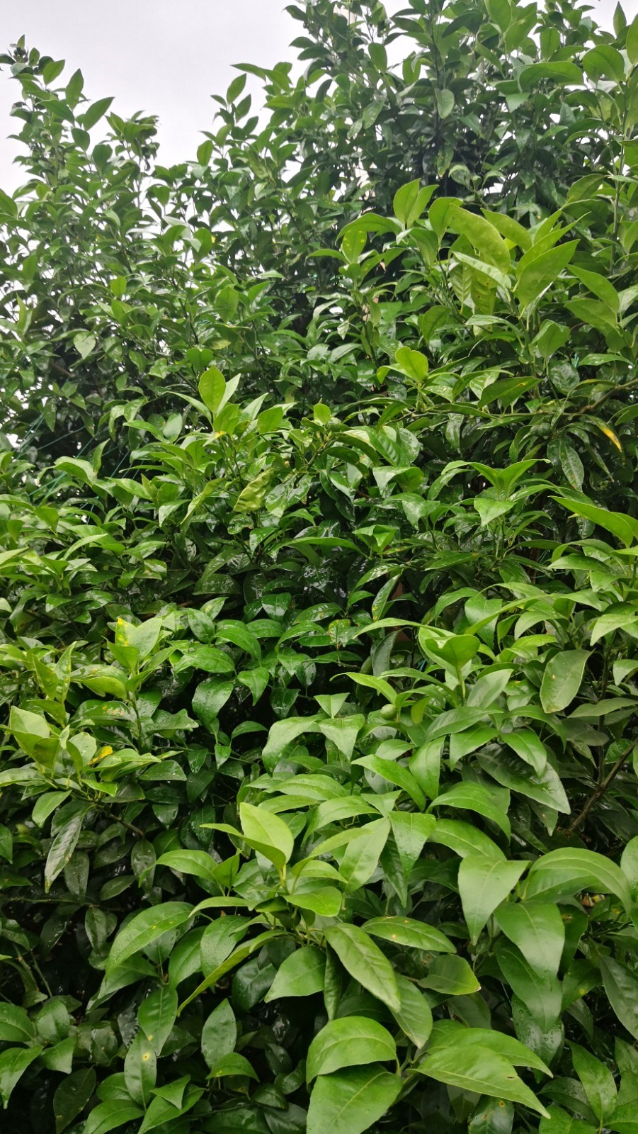 柑橘膨大期需要补钙肥